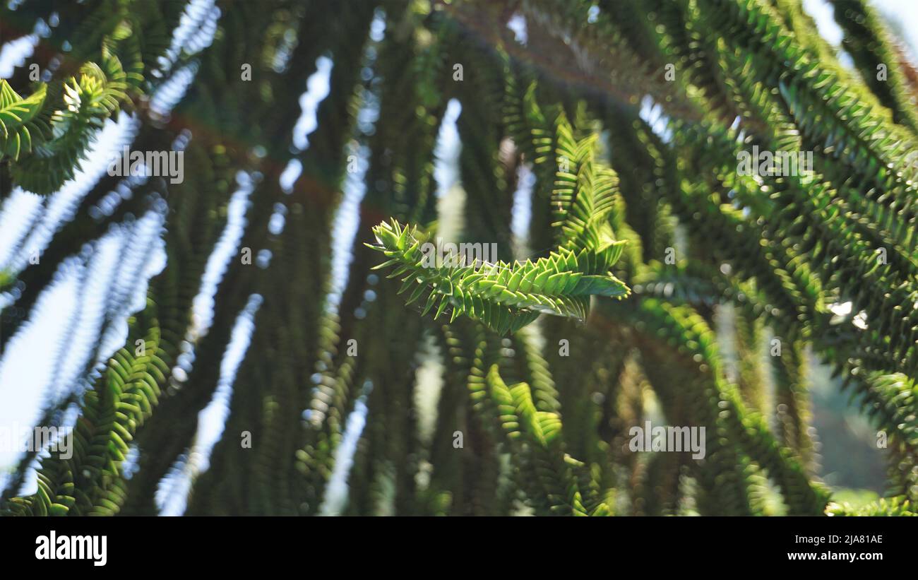 Belle foglie di Araucaria araucana noto anche come albero di puzzle scimmia, Araucaria, pino cileno ecc immagine di sfondo naturale. Foto Stock