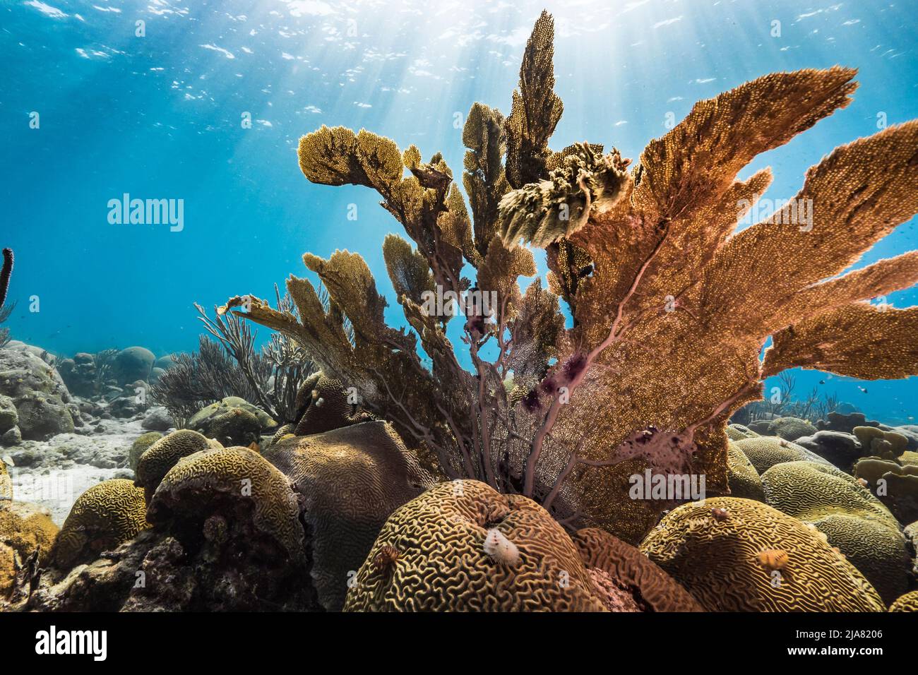 Seascape con Sea Fan, corallo gorgoniano, e spugna nella barriera corallina del Mar dei Caraibi, Curacao Foto Stock