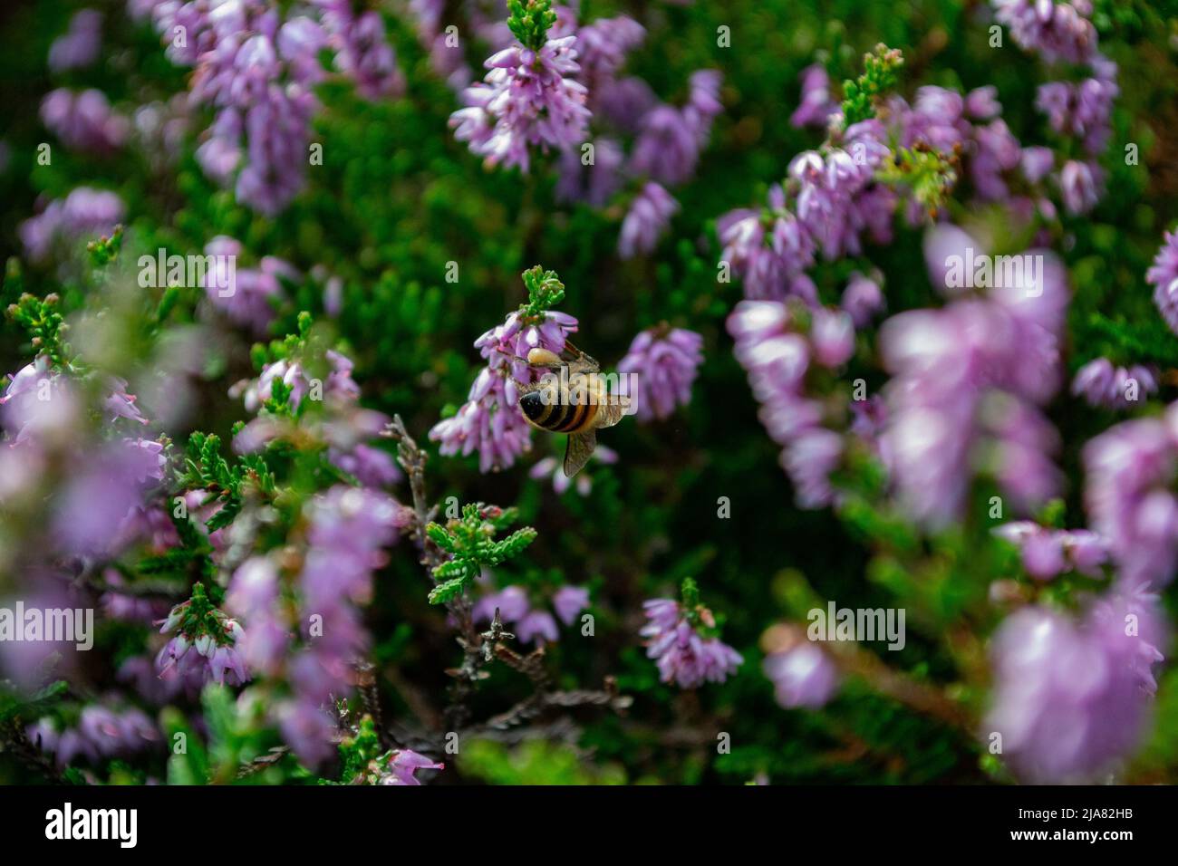 Ape di fiori di zampe pelose / ape di miele (piume di Anthophora) alimentazione su Scotch Heater (Calluna vulgaris) Foto Stock