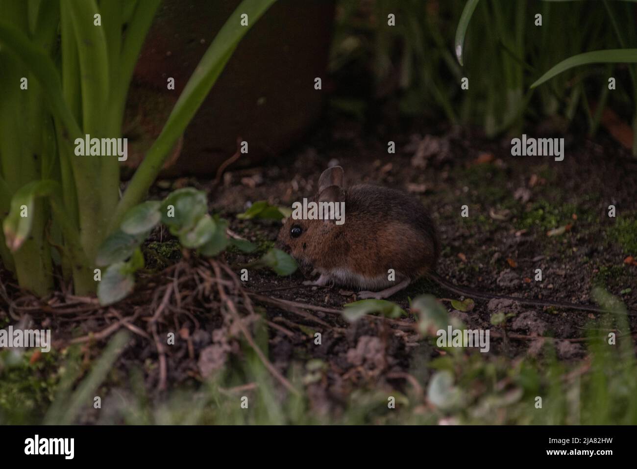 Long-Tailed / mouse da campo comune (apodemus sylvaticus), nascondendosi tra le lame di erba. Foto Stock
