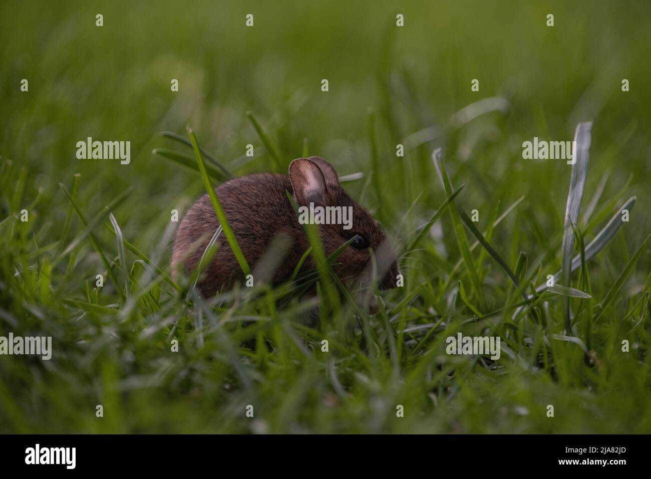 Long-Tailed / mouse da campo comune (apodemus sylvaticus), nascondendosi tra le lame di erba. Foto Stock
