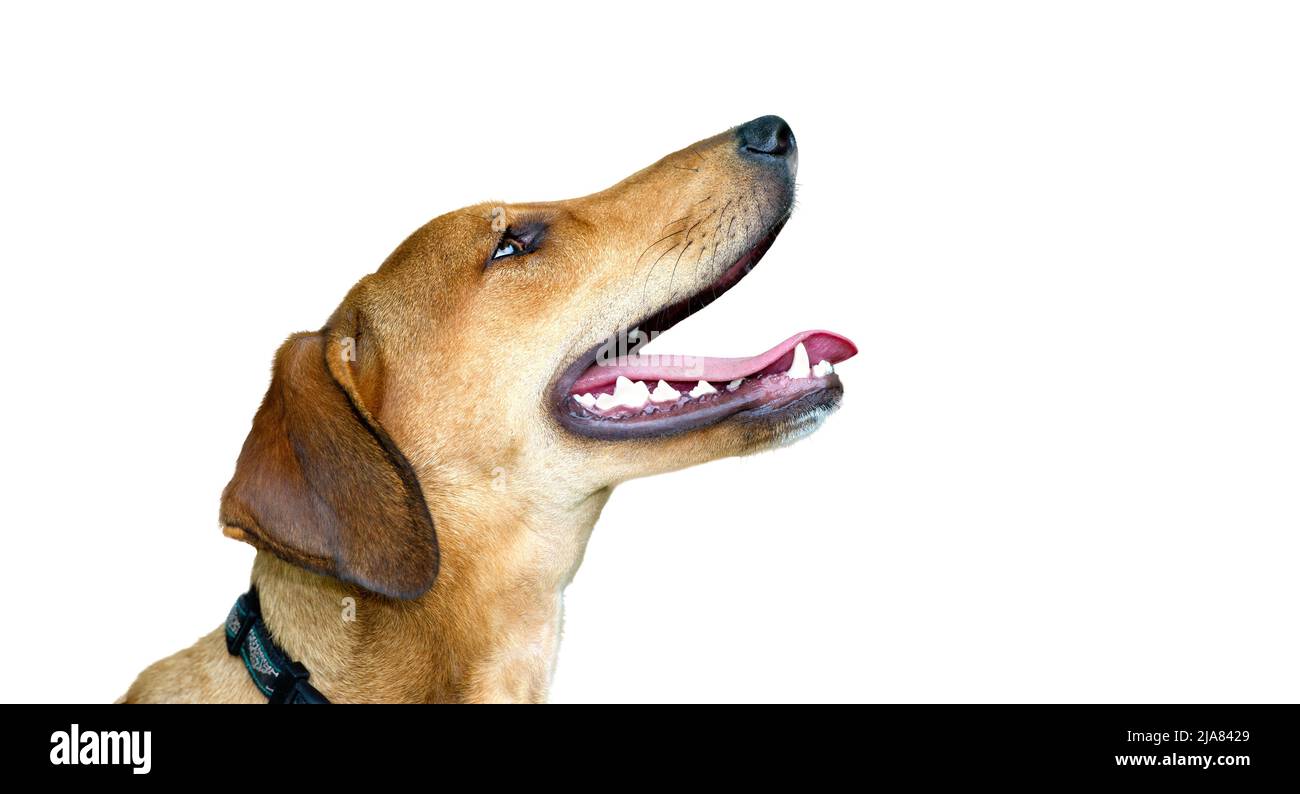 Un profilo di un cane felice eccitato è isolato su uno sfondo bianco. Foto Stock