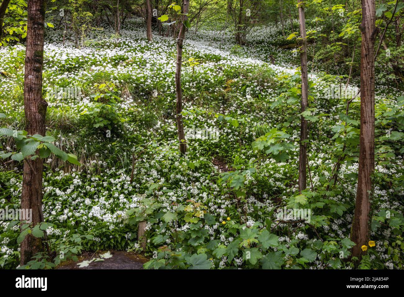 Aglio selvaggio in bosco, catturato da un percorso sul Waterfalls Trail vicino al villaggio di Ingleton, Yorkshire Dales, Inghilterra, Regno Unito Foto Stock Aglio selvaggio in bosco, catturato da un percorso sul Waterfalls Trail vicino al villaggio di Ingleton, Yorkshire Dales, Inghilterra, Regno Unito Foto Stock