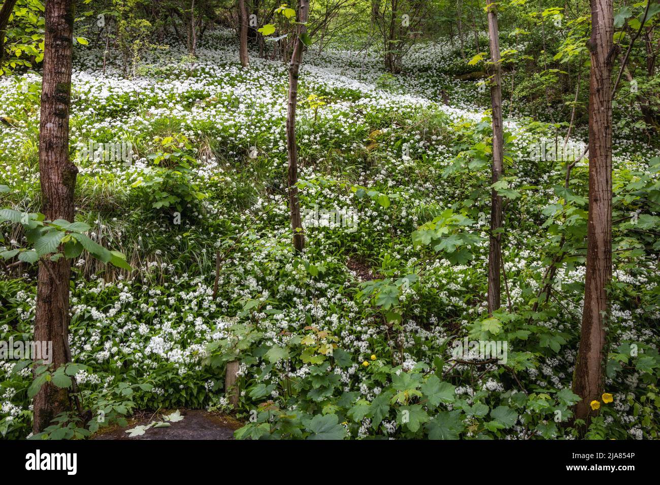 Aglio selvaggio in bosco, catturato da un percorso sul Waterfalls Trail vicino al villaggio di Ingleton, Yorkshire Dales, Inghilterra, Regno Unito Foto Stock