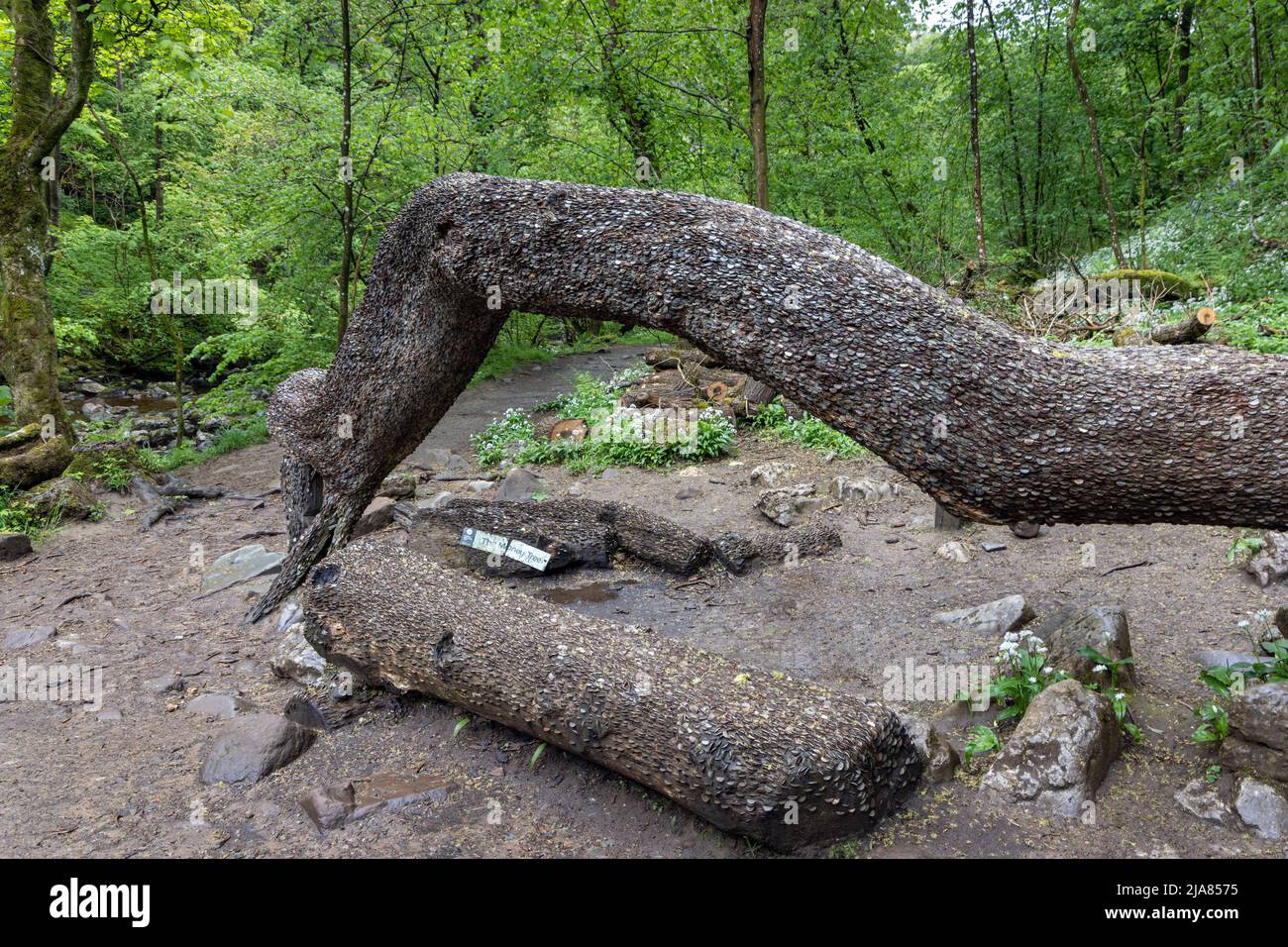 L'albero dei soldi lungo il percorso delle cascate di Ingleton nelle valli dello Yorkshire dove i visitatori martellano le monete in un albero e fanno un desiderio per Buona fortuna. Foto Stock