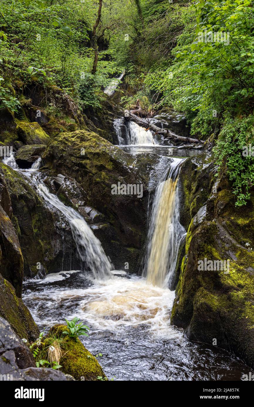 La prima cascata di Pecca Falls sull'Ingleton WaterFalls Trail, Yorkshire Dales, North Yorkshire, Inghilterra Foto Stock