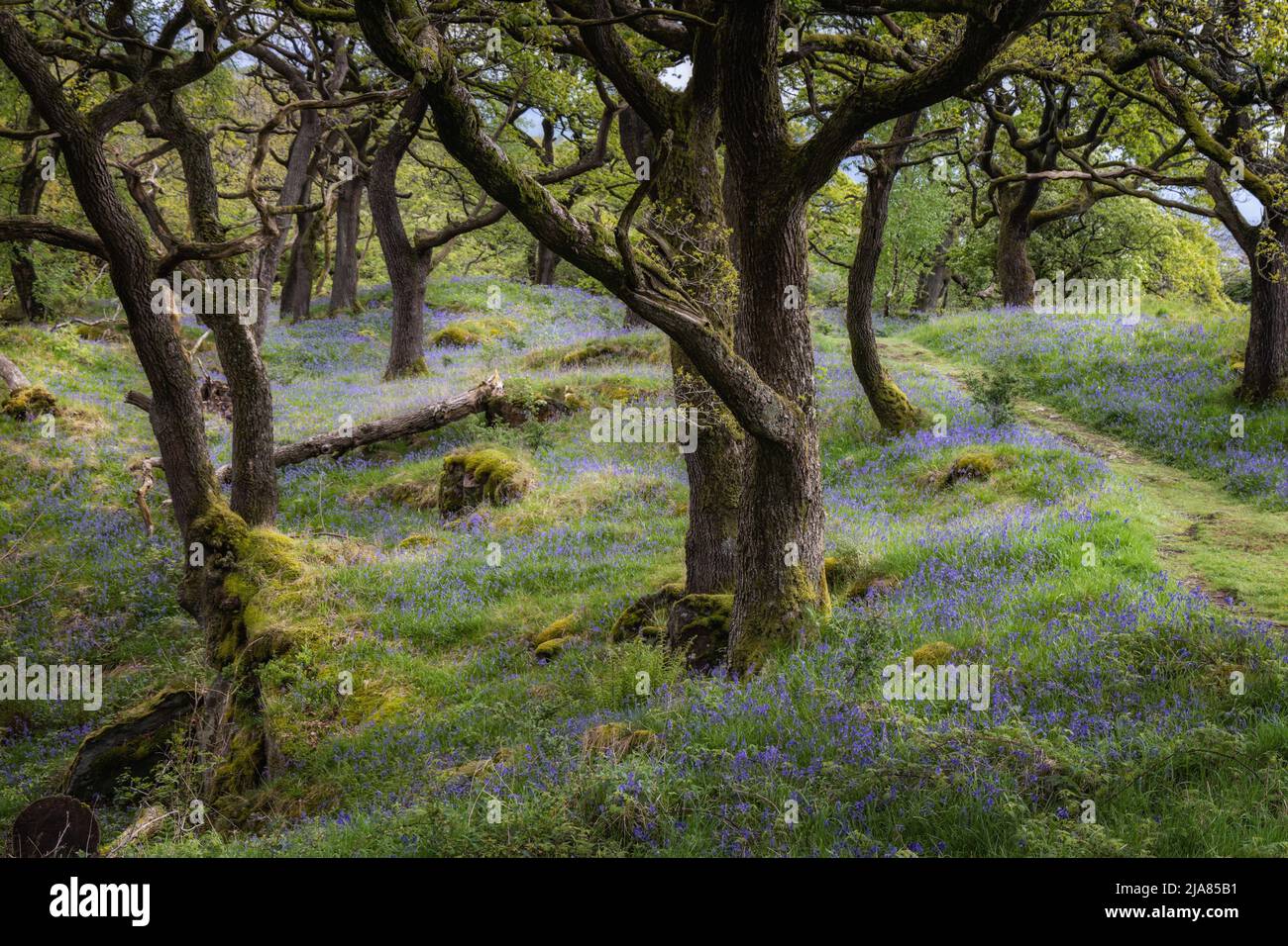 Bluebells e querce in un bosco mossy sul Sentiero delle cascate di Ingleton nelle valli dello Yorkshire, Inghilterra, Regno Unito Foto Stock