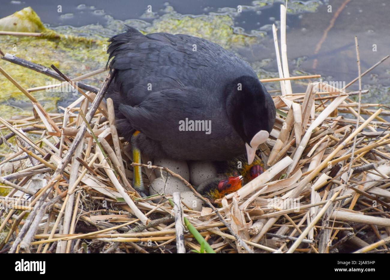 Londra, Regno Unito. 28th maggio 2022. La madre Eurasian Cot (Fulica atra) con i pulcini neonati in un nido nei giardini di Kensington. Credit: Vuk Valcic/Alamy Live News Foto Stock