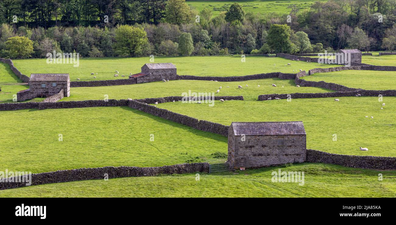 I campi e i tradizionali fienili di pietra e le pareti di pietra a secco vicino a Gunnerside a Swaledale, Yorkshire Dales, Inghilterra Foto Stock