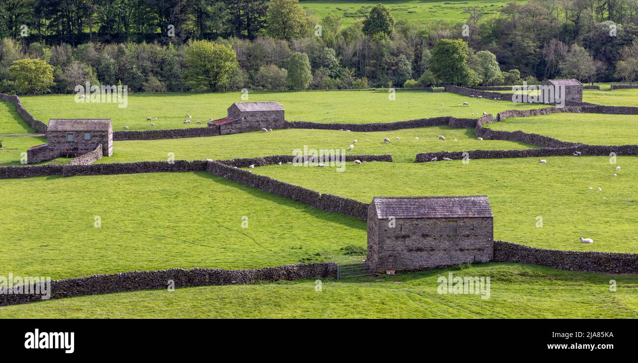 I campi e i tradizionali fienili di pietra e le pareti di pietra a secco vicino a Gunnerside a Swaledale, Yorkshire Dales, Inghilterra Foto Stock I campi e i tradizionali fienili di pietra e le pareti di pietra a secco vicino a Gunnerside a Swaledale, Yorkshire Dales, Inghilterra Foto Stock