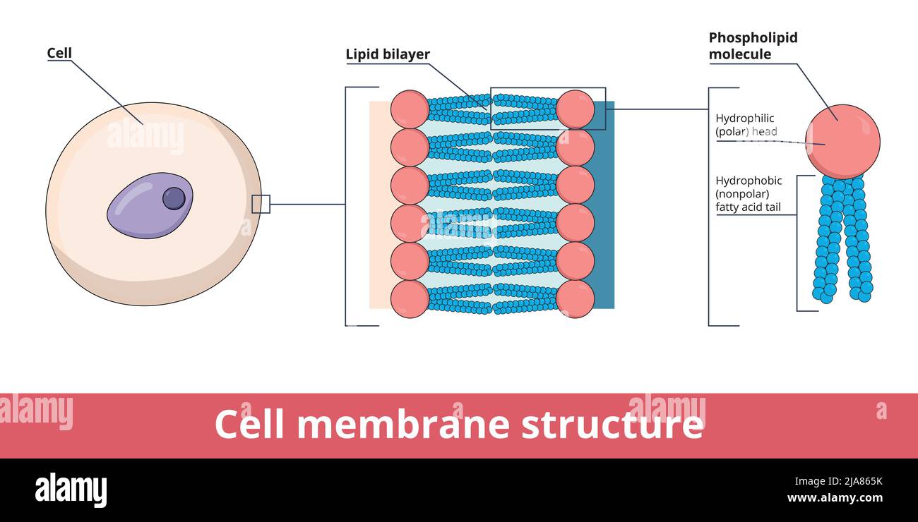 Membrana cellulare rappresentata da bistrato lipidico e fosfatidilcolina (fosfolipide) composta da testa idrofila polare e coda idrofobica non polare Illustrazione Vettoriale