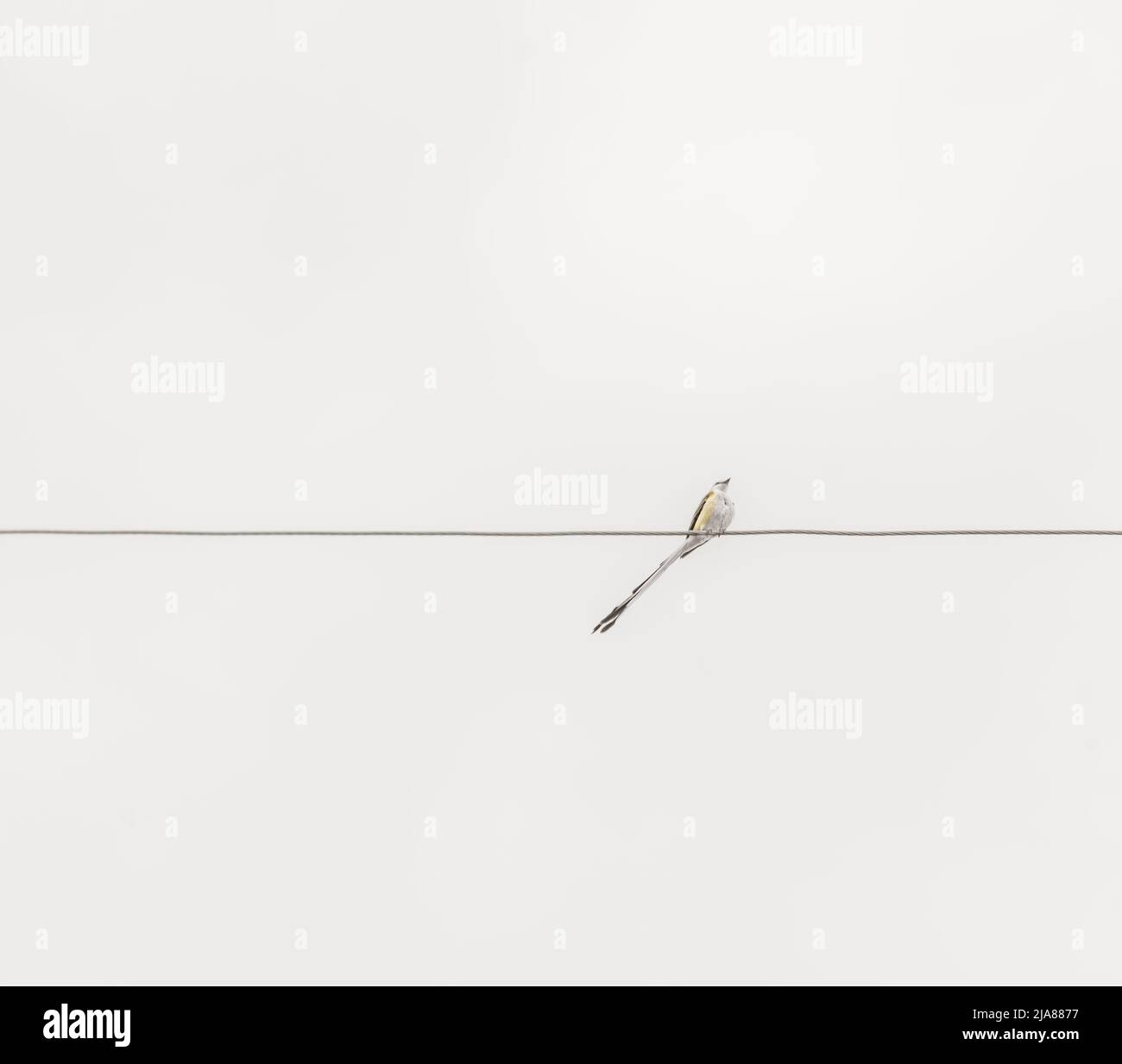 Bird on a Wire Foto Stock