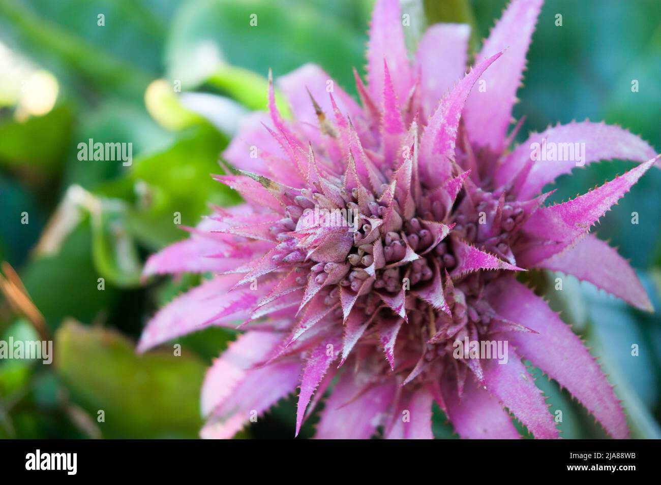 Primo piano di un bellissimo ma pericoloso aspetto fiore tropicale in fiore Foto Stock
