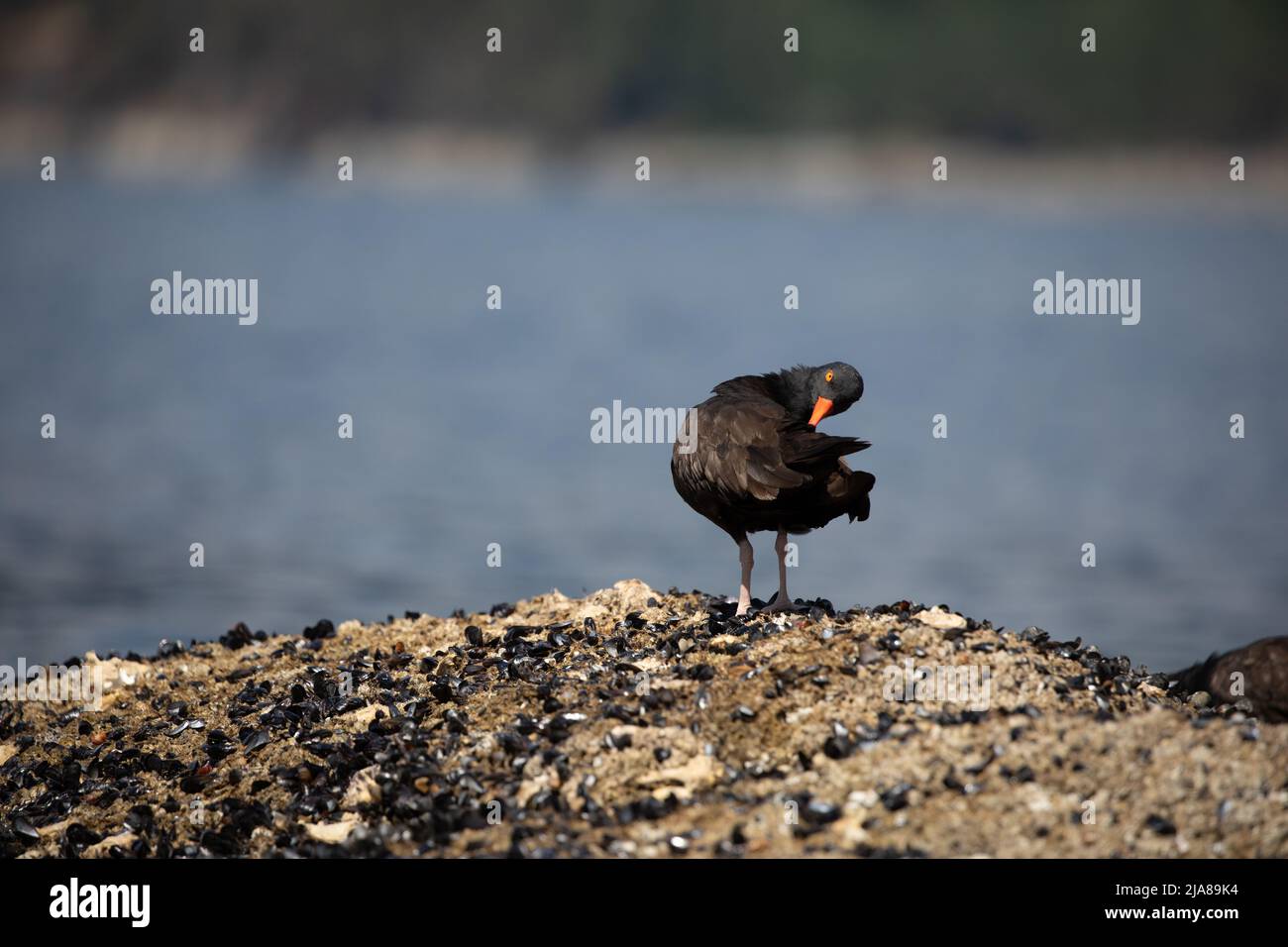 Black Oystercatcher sfrangiare e preening le sue piume mentre si trova su una roccia coperta di guscio con l'acqua sullo sfondo, vicino a Ballet Bay, Sunshine Coast, British Columbia Foto Stock