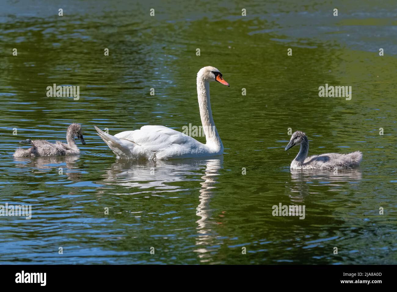 Cigno bianco che nuota con i cigneti, riflessione sull'acqua Foto Stock