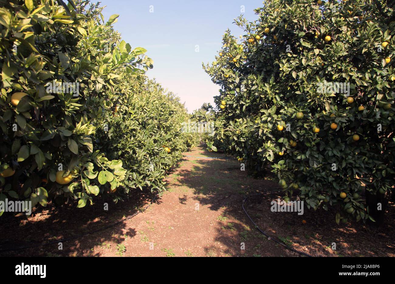 Giardino di agrumi. Aranci e limoni con frutta matura sui rami. Foto Stock