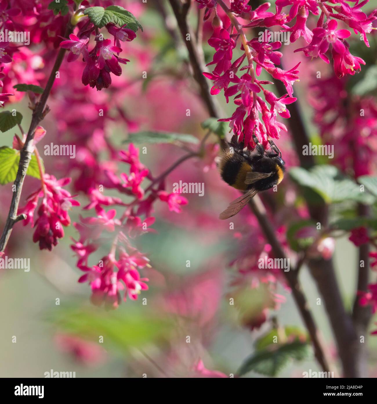 Un Bumblebee (Bombus Terrestris) con coda di bue che foraggera sui fiori di Crimson di un ribes rosso fiorito (Ribes Sanguineum) in una mattinata di sole Foto Stock