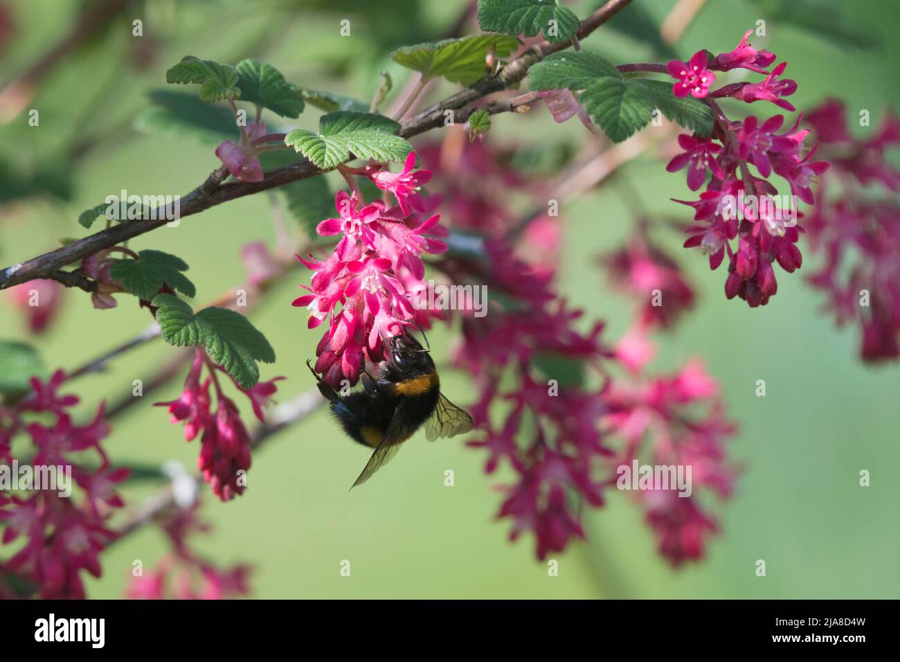 Un Bumblebee (Bombus Terrestris) con coda di bue che si alimenta sui fiori di un ribes rosso fiorito (Ribes Sanguineum) in Sunshine Foto Stock