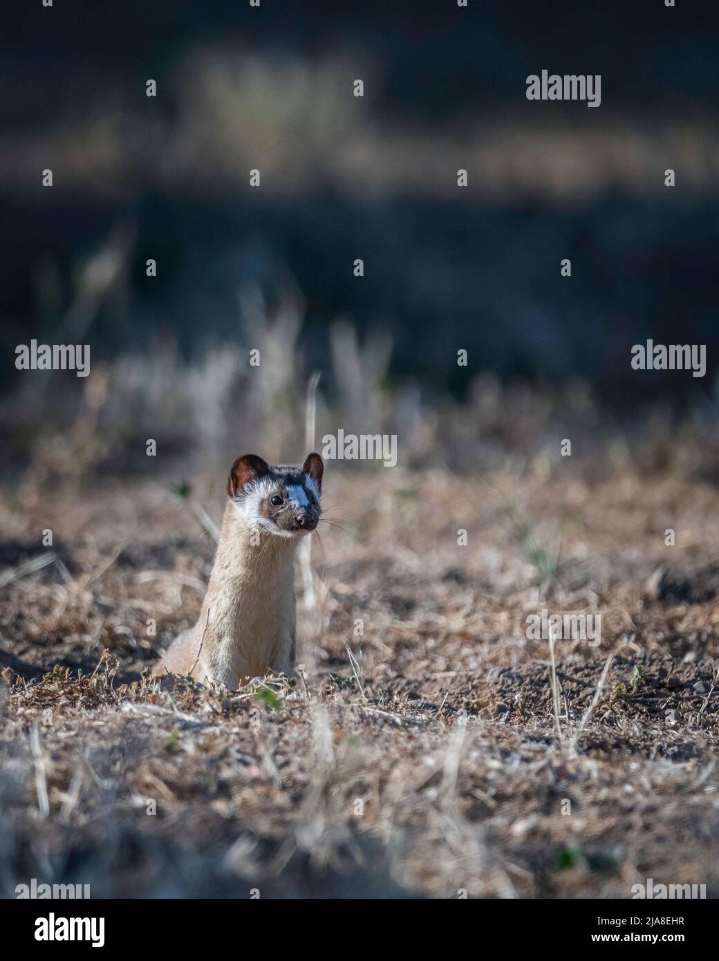 Un Weasel a coda lunga (Neogale frenata) caccia per cibo al lago Cachuma nella contea di Santa Barbara, California. Foto Stock