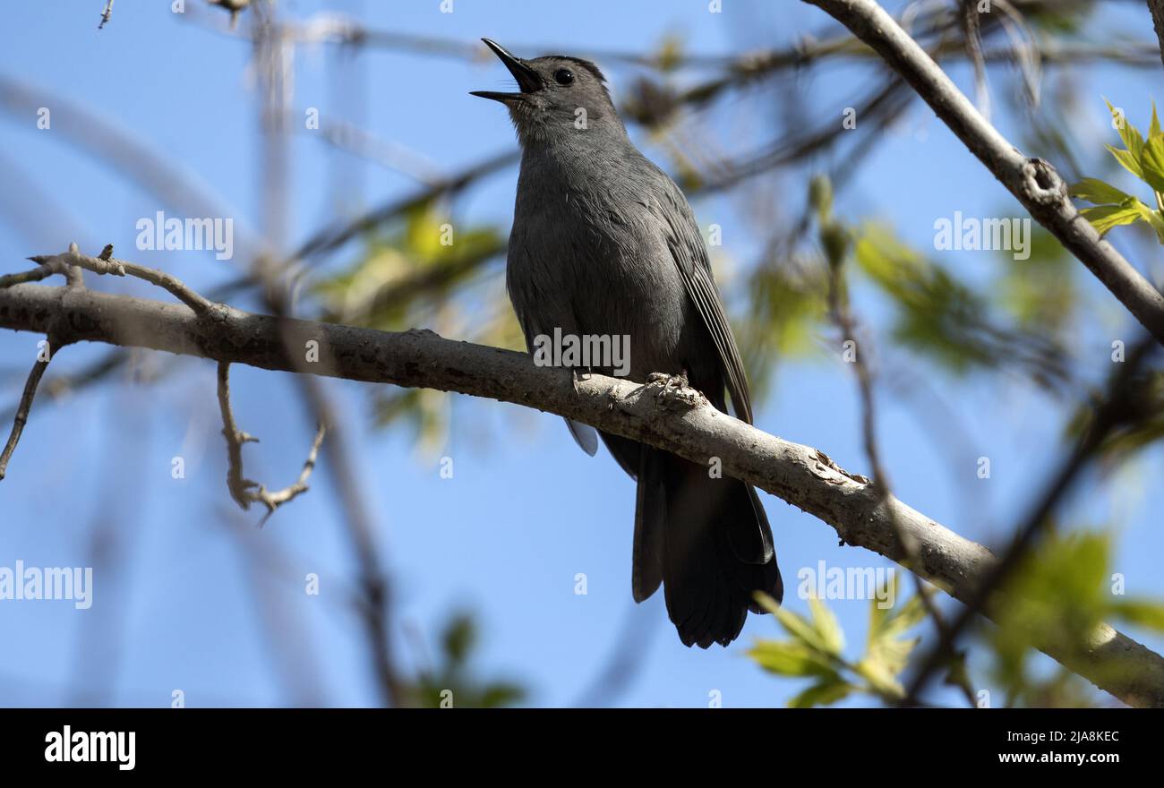 Primo piano di un canto Gray Catbird che si aggirano su un ramo frondoso durante la migrazione primaverile, Ontario, Canada. Nome scientifico Dumetella carolinensis. Foto Stock