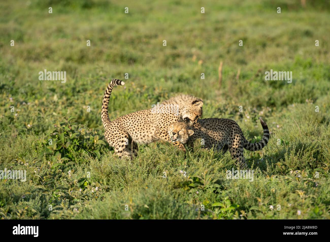 Cheetah cubs giocando, Tanzania Foto Stock