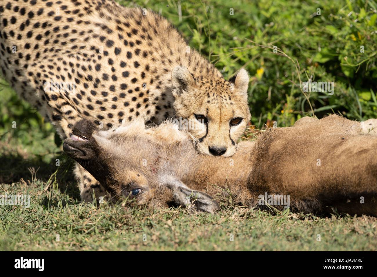 Ghepardo uccidendo un vitello più selveto, Tanzania Foto Stock