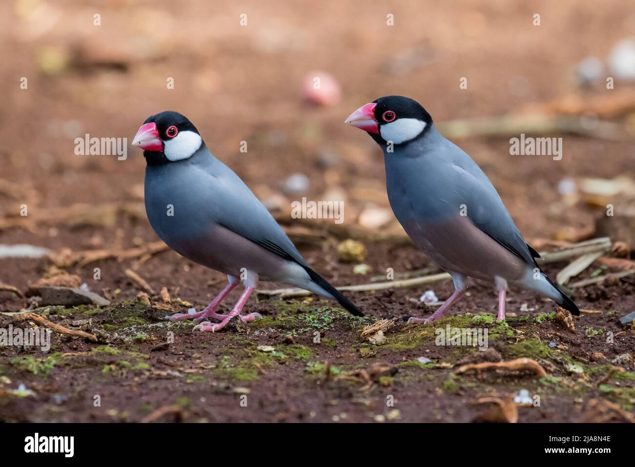 Java Sparrow o Java Finch (Padda oryzivora) Foto Stock