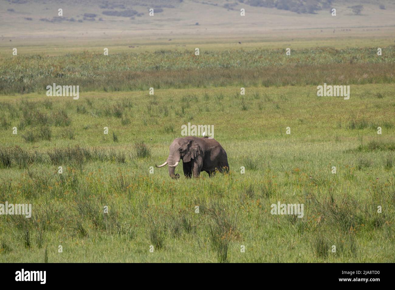 Elefante toro, cratere di Ngorongoro, Tanzania Foto Stock