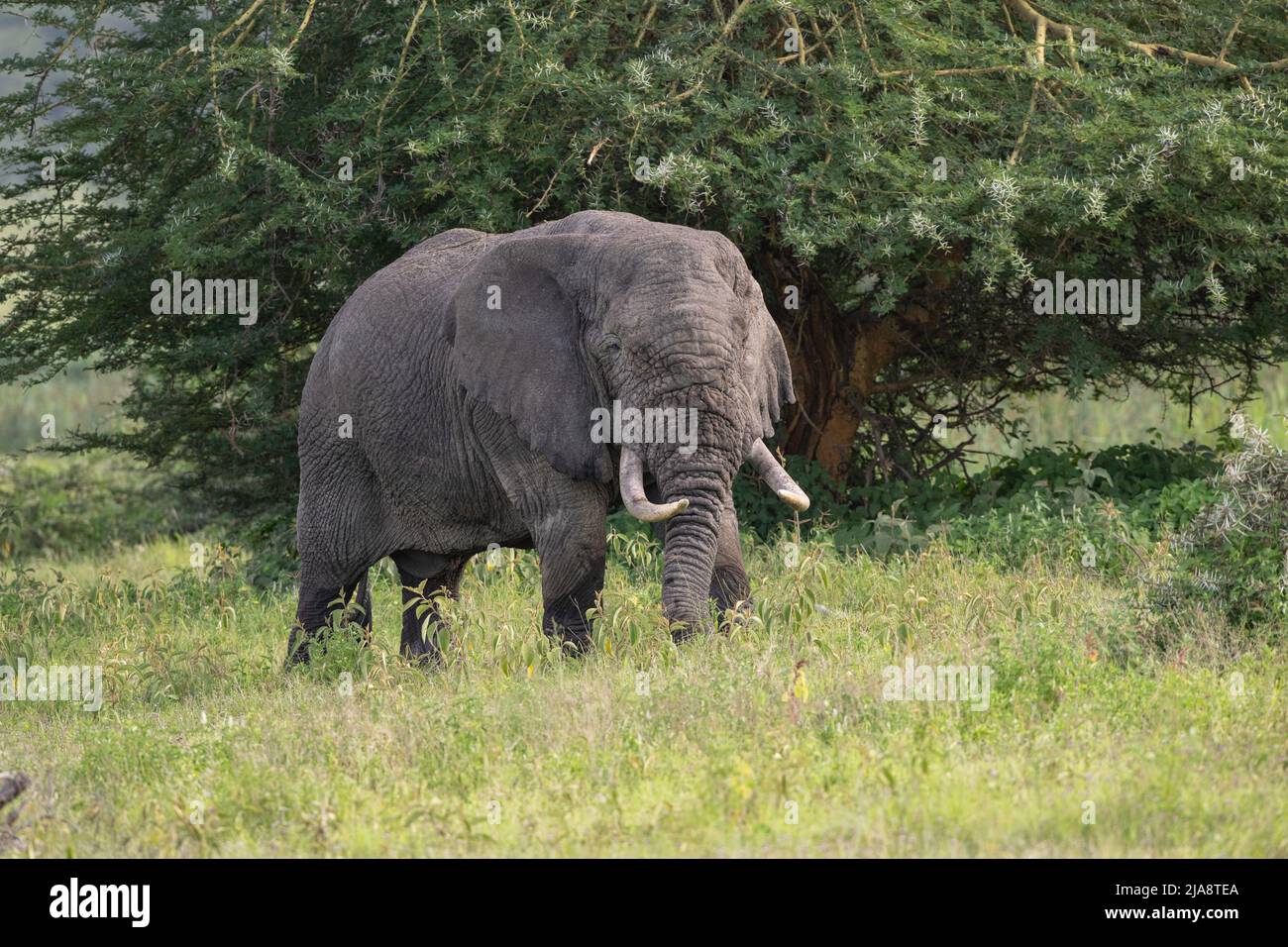 Elefante toro, cratere di Ngorongoro, Tanzania Foto Stock