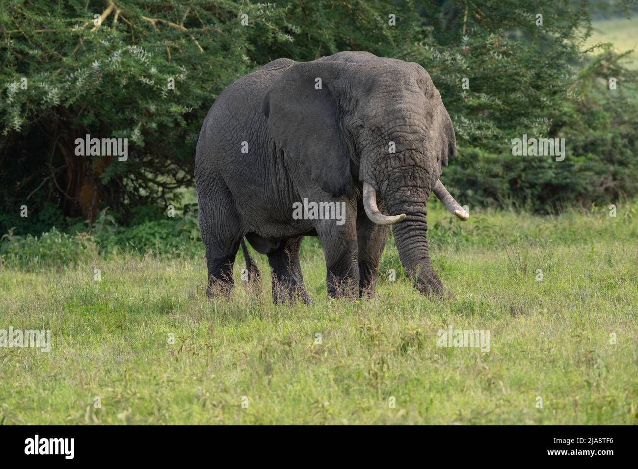 Elefante toro, cratere di Ngorongoro, Tanzania Foto Stock
