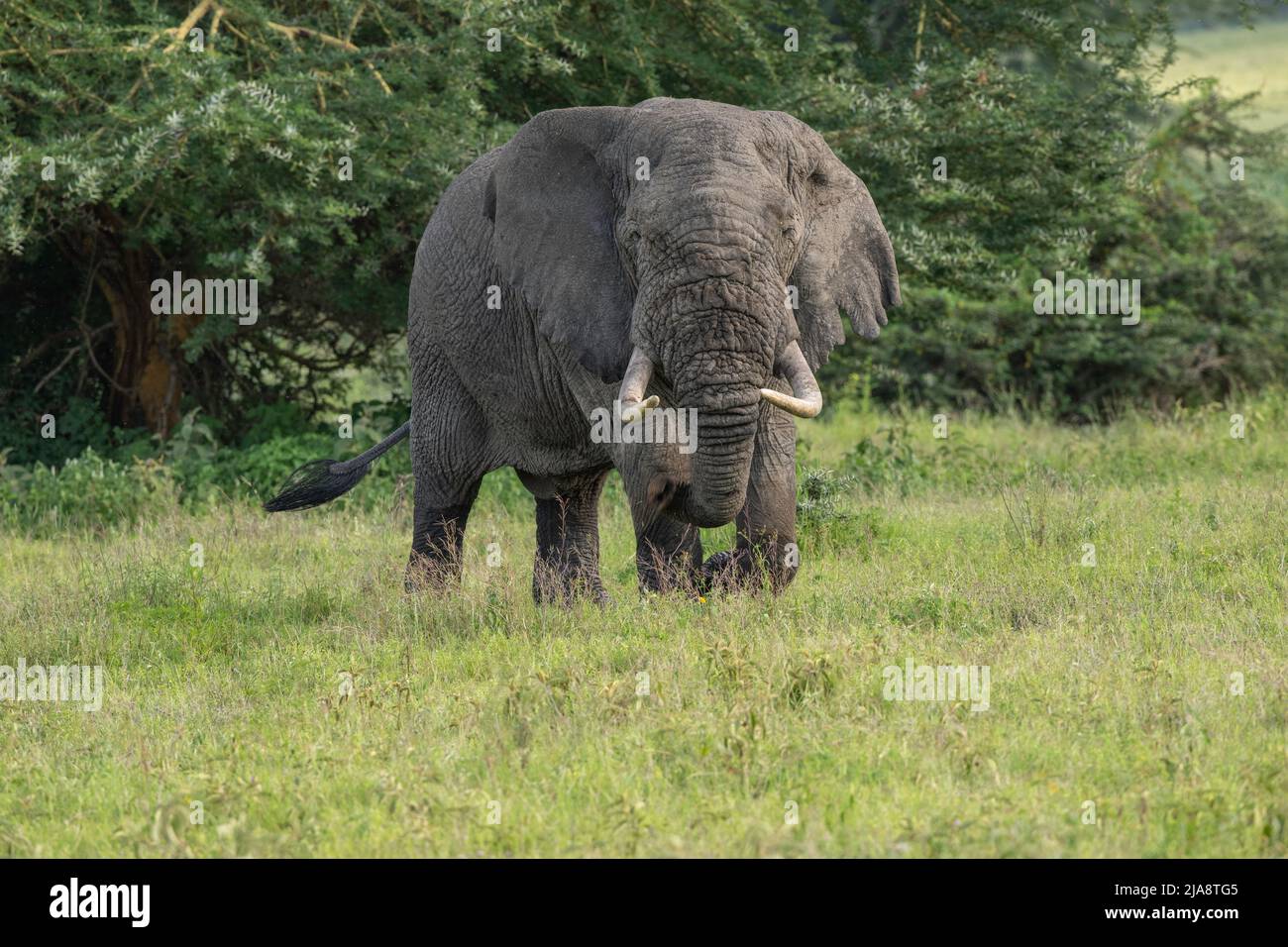 Elefante toro, cratere di Ngorongoro, Tanzania Foto Stock