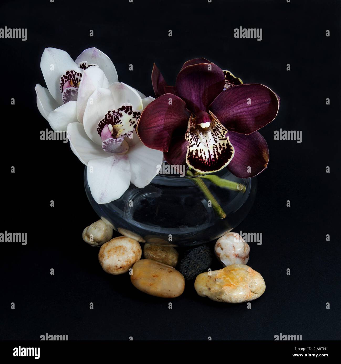 Belle orchidee di Cymbidium bianco e viola; (Orchidea Barca) fiore in un vaso di vetro vicino isolato su uno sfondo nero colorato con deco sparso Foto Stock