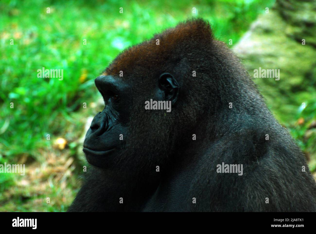 Una Gorilla delle Highland occidentali Foto Stock