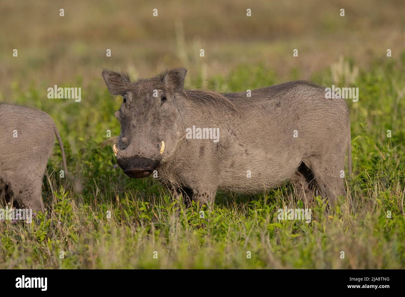 Warthog comune, Parco Nazionale Serengeti Foto Stock