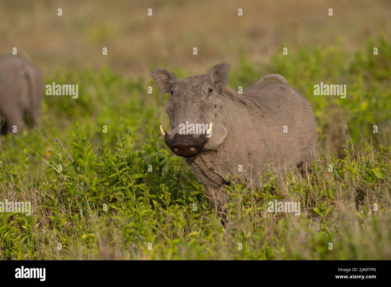 Warthog comune, Parco Nazionale Serengeti Foto Stock