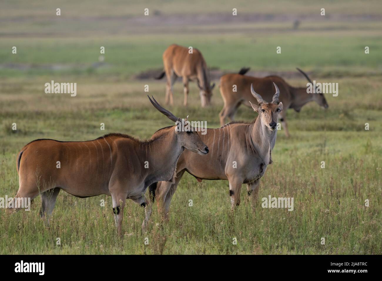 Eland, Parco Nazionale del Serengeti Foto Stock