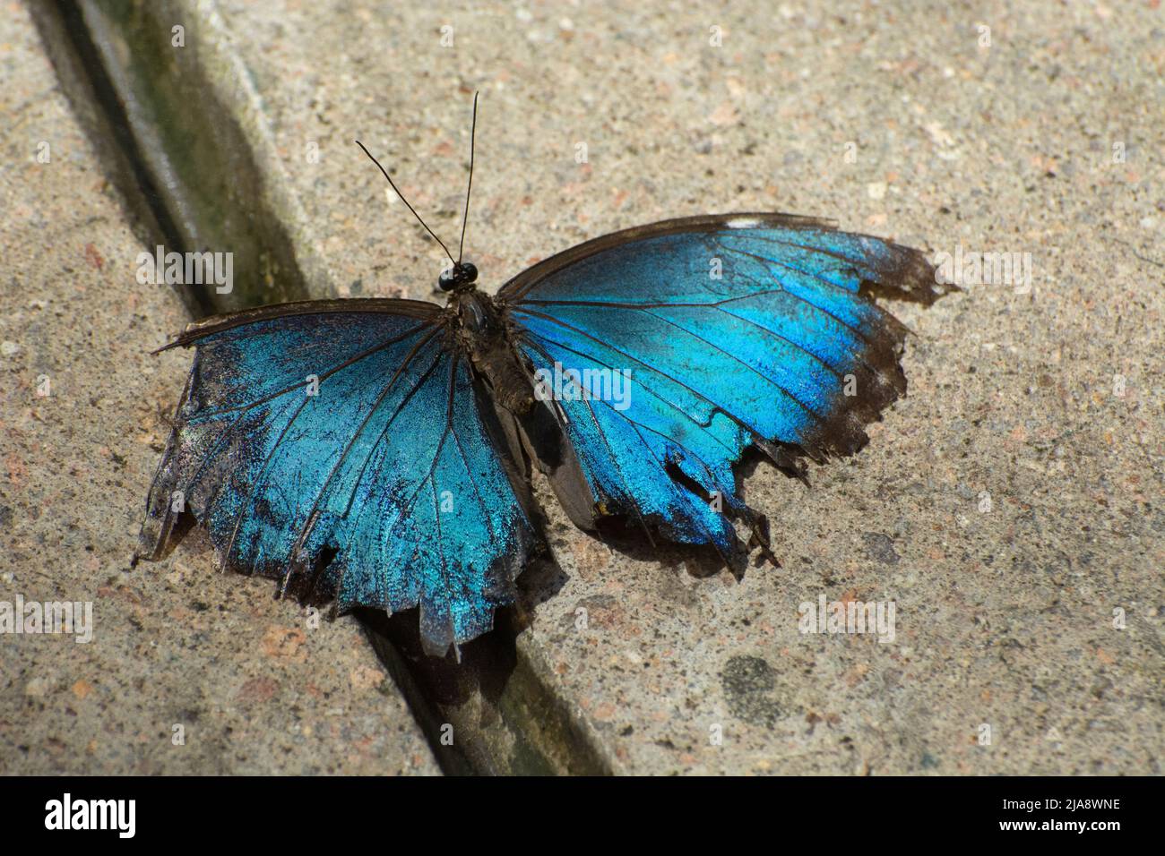 Farfalla morfo blu o menelaus morfo con ali intarsiate sul marciapiede asfaltato Foto Stock