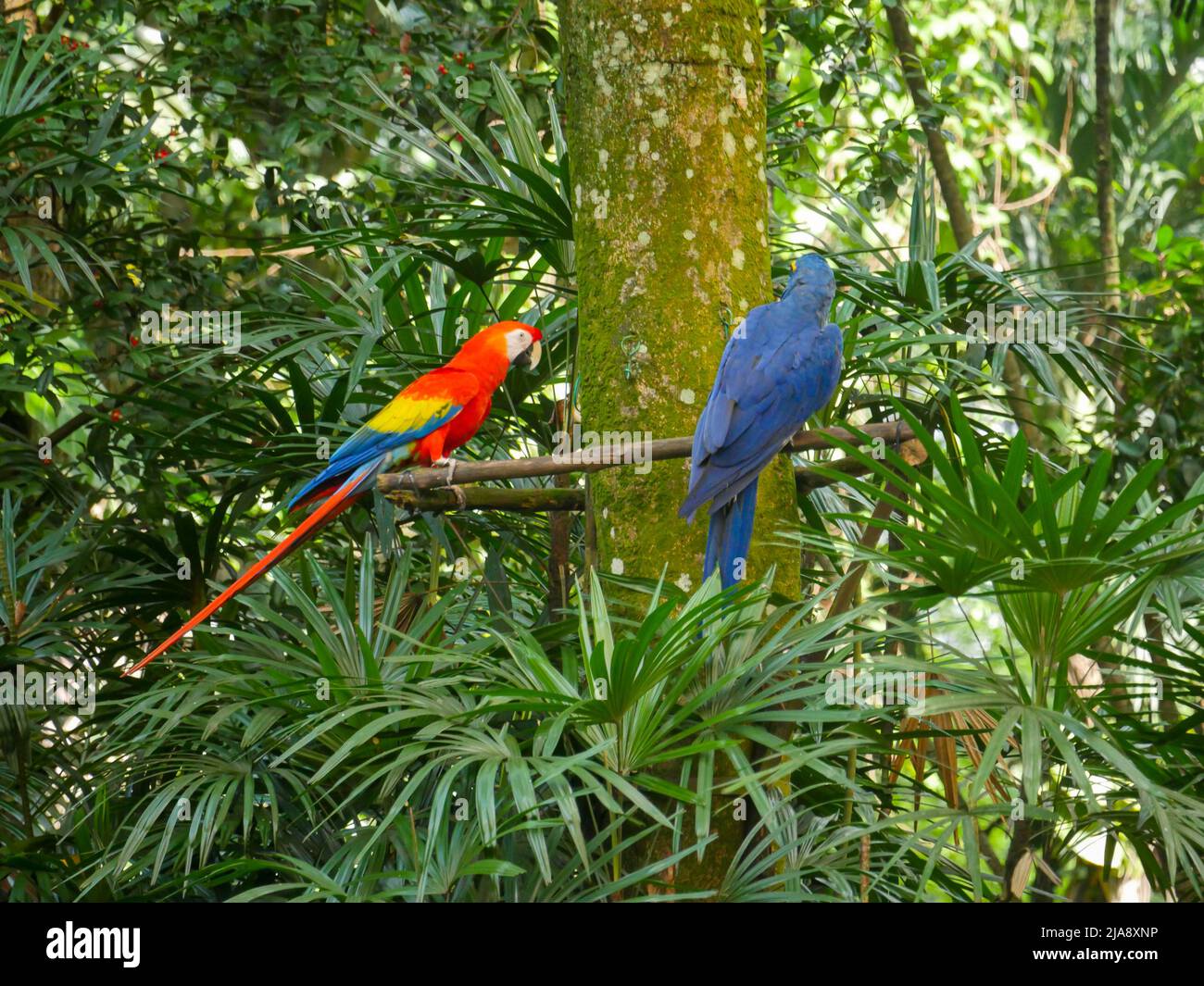 Scarlatto macaw e un pappagallo di colore blu seduto su brach d'albero nel Parco Foto Stock