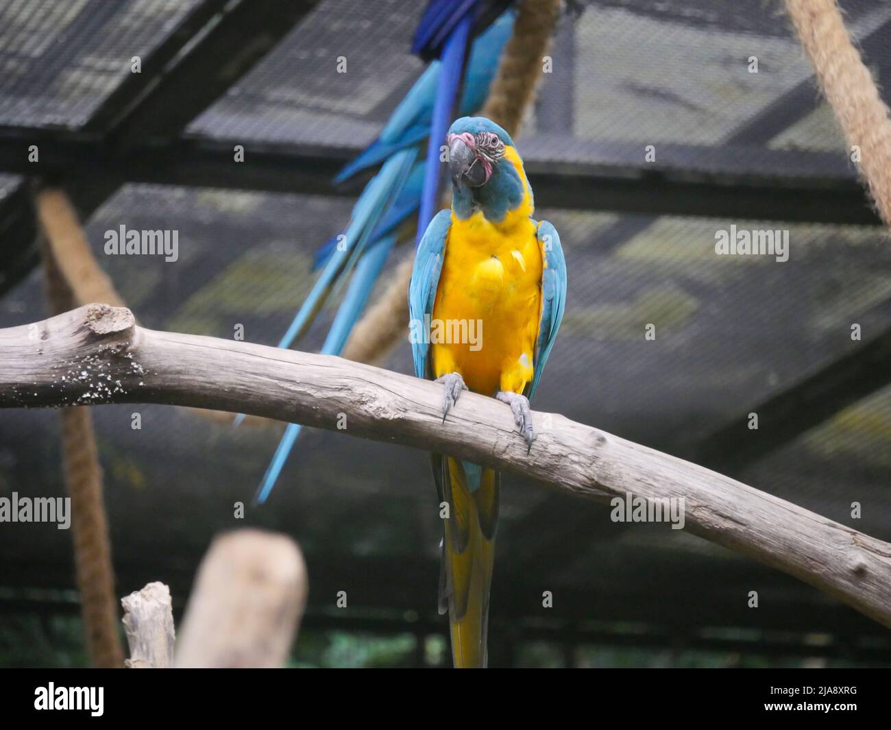 Il macaw blu e giallo (Ara ararauna), noto anche come macaw blu e oro, è un grande pappagallo sudamericano seduto su un ramo di albero Foto Stock