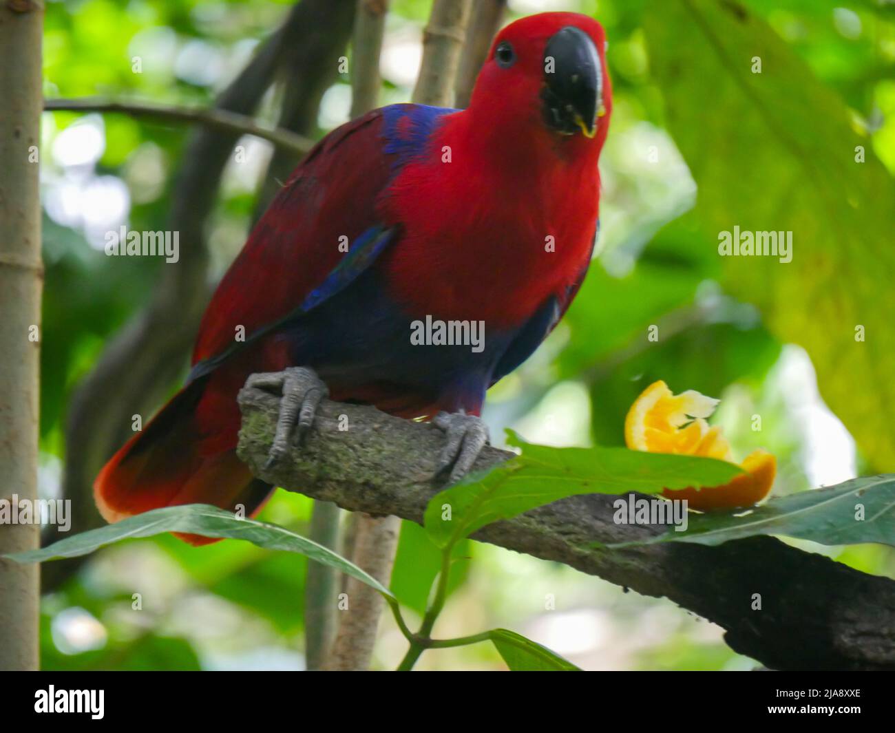Rosso colore Parrot specie Lorikeet mangiare cibo, frutta d'arancia su ramo di albero Foto Stock