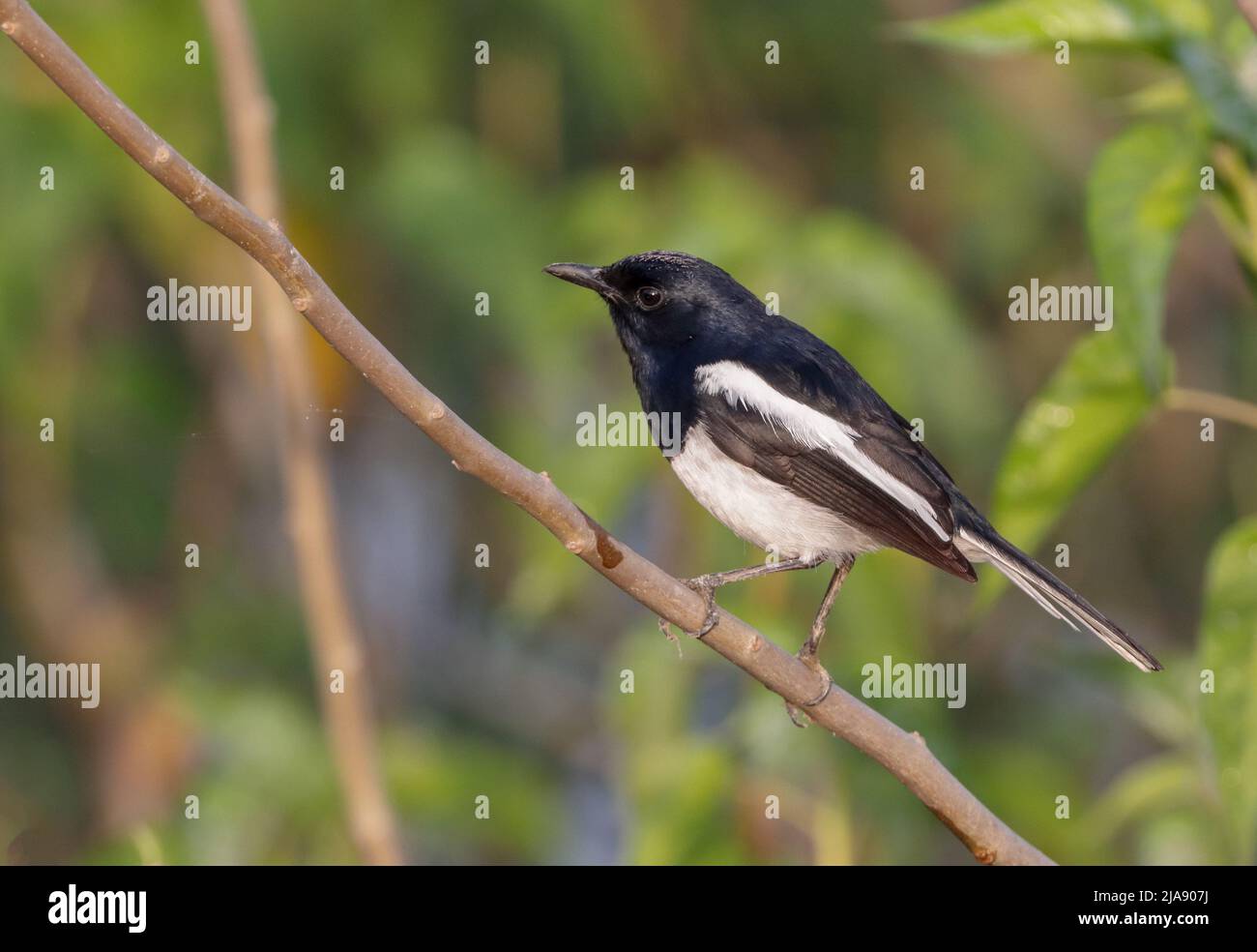 Il maggie-robin orientale è un piccolo uccello passerino che era precedentemente classificato come membro della famiglia di mughetto Turdidae, ma ora considerato un vecchio mondo f Foto Stock