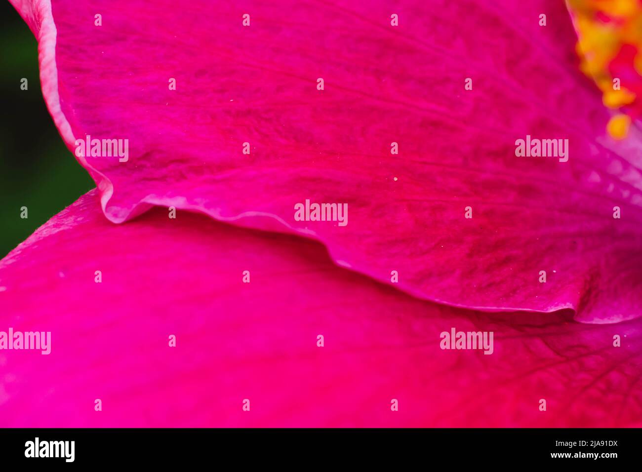 Macro astratto reale bella natura cute sfondo. Rosa brillante viola delicato morbido petali fiore tropicale fiore pianta fiore. Botanica floreale Foto Stock