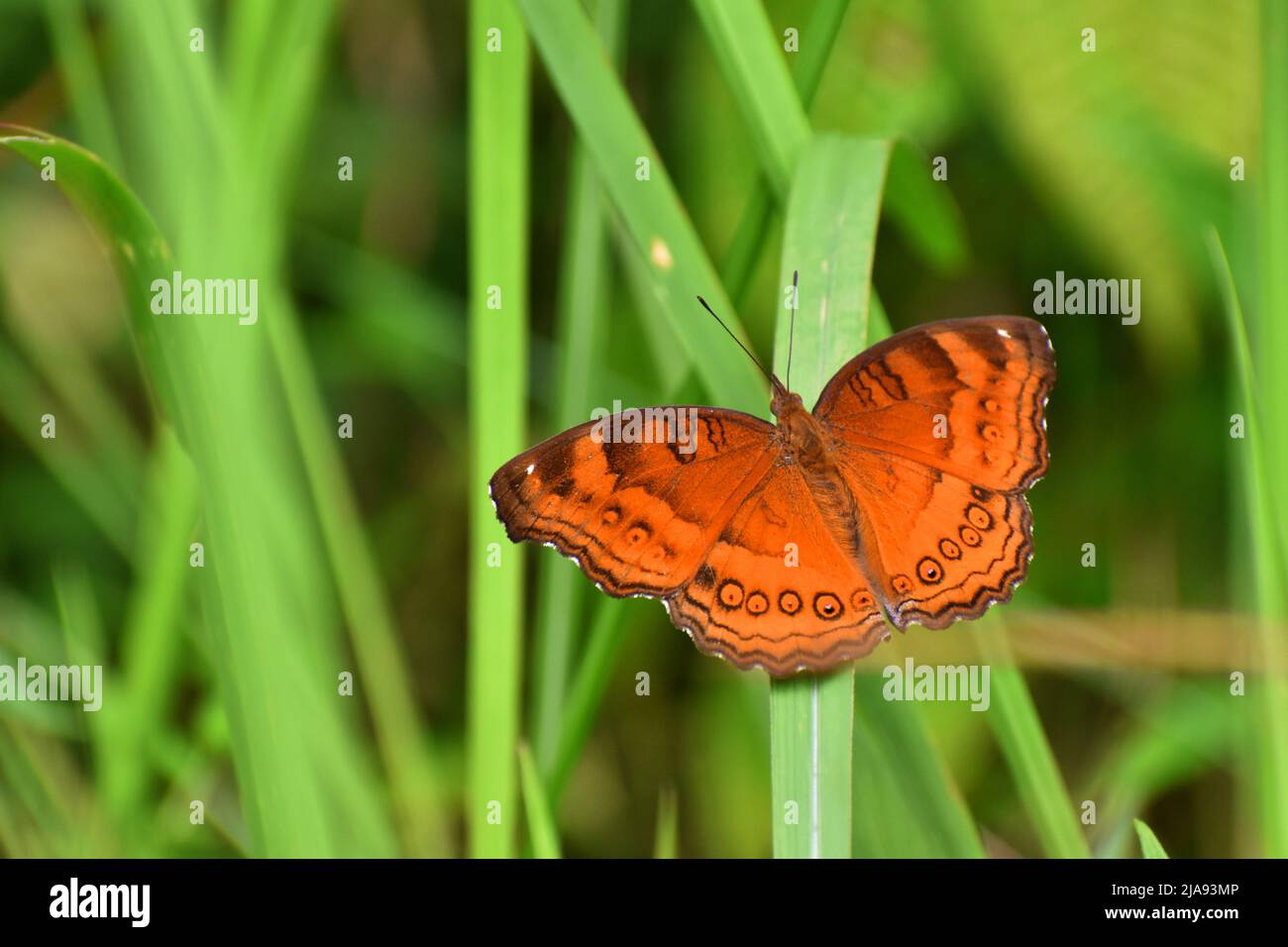 Una farfalla al cioccolato appollaiata sull'erba. Junonia iphita. Foto Stock