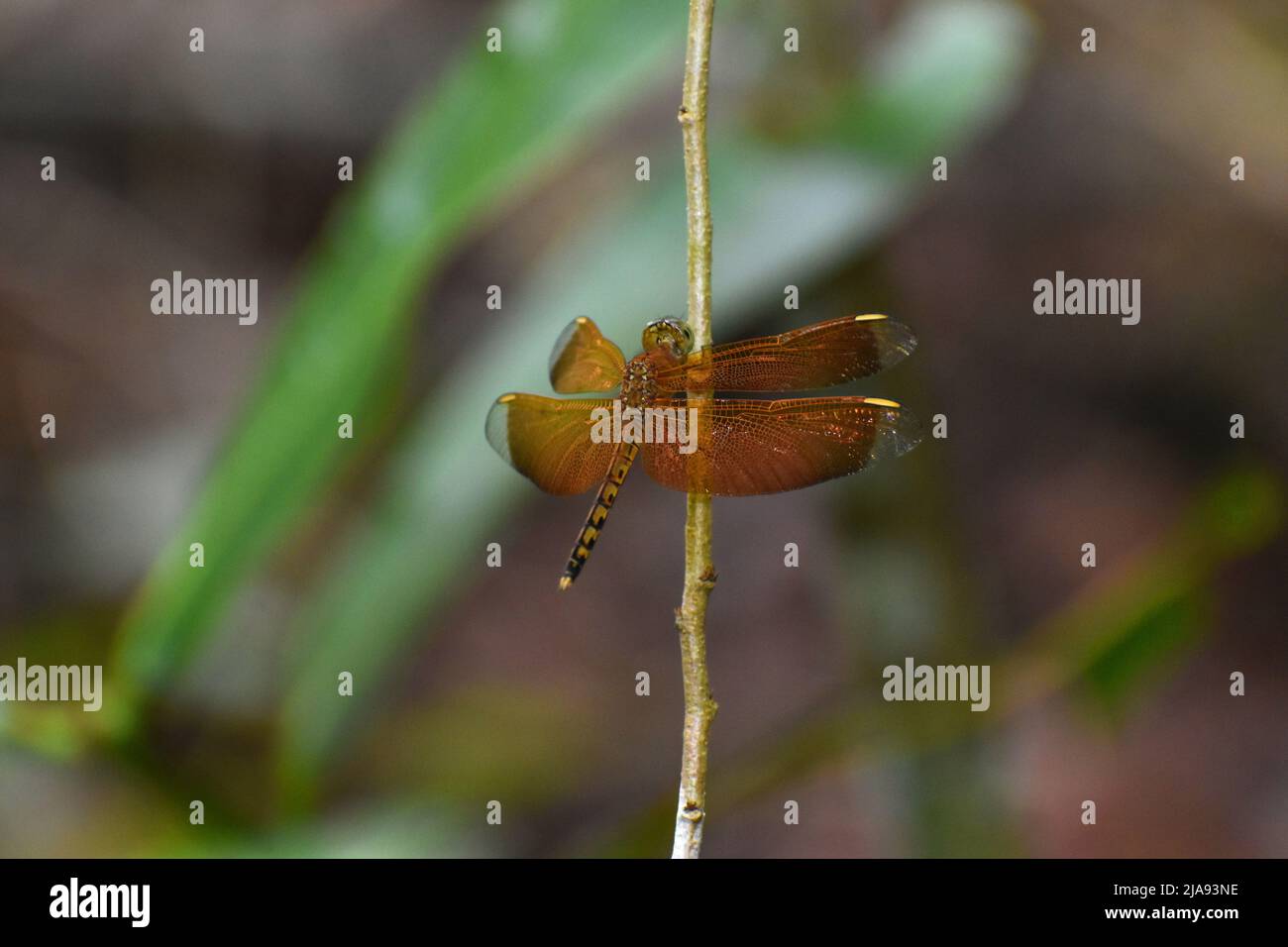 Draagonfly indonesiana con alette rosse che riposa su un ramoscello. Foto Stock