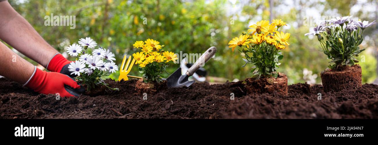 Primavera giardinaggio opere panorama. Piantare a mano margherite di colore giallo e bianco fresco. Attrezzi da giardino e piante di fiori su terreno soffice, primo piano panoramico v Foto Stock