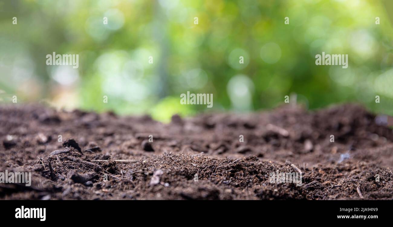 Terreno in primo piano, sfocatura sfondo verde natura. Terra secca fertile marrone scuro, terra naturale organica fresca. Agricoltura, coltivazioni agricole e giardinaggio te Foto Stock