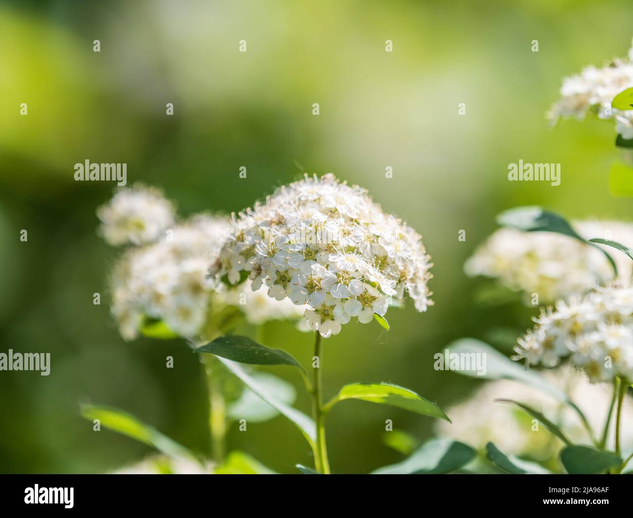 Spiraea chamaedryfolia o germander meadowdolce o spirea alce fiori bianchi con fondo verde. Magnifico arbusto Spiraea chamaedryfolia Foto Stock