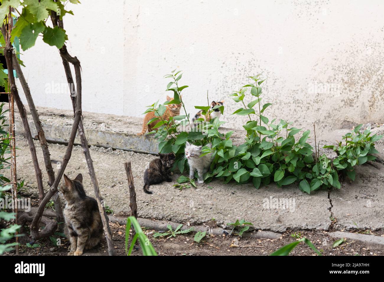 Gatto di strada con piccoli gattini. Quattro gattini giocano nell'erba, la madre gatto siede nelle vicinanze. Gatti e gattini hanno malattie degli occhi. Foto Stock