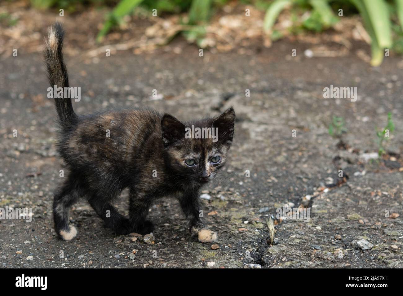 Malattia dell'occhio del gattino. Piccolo gattino multicolore con malattia oculare. Gattino siede a terra tra l'erba verde Foto Stock