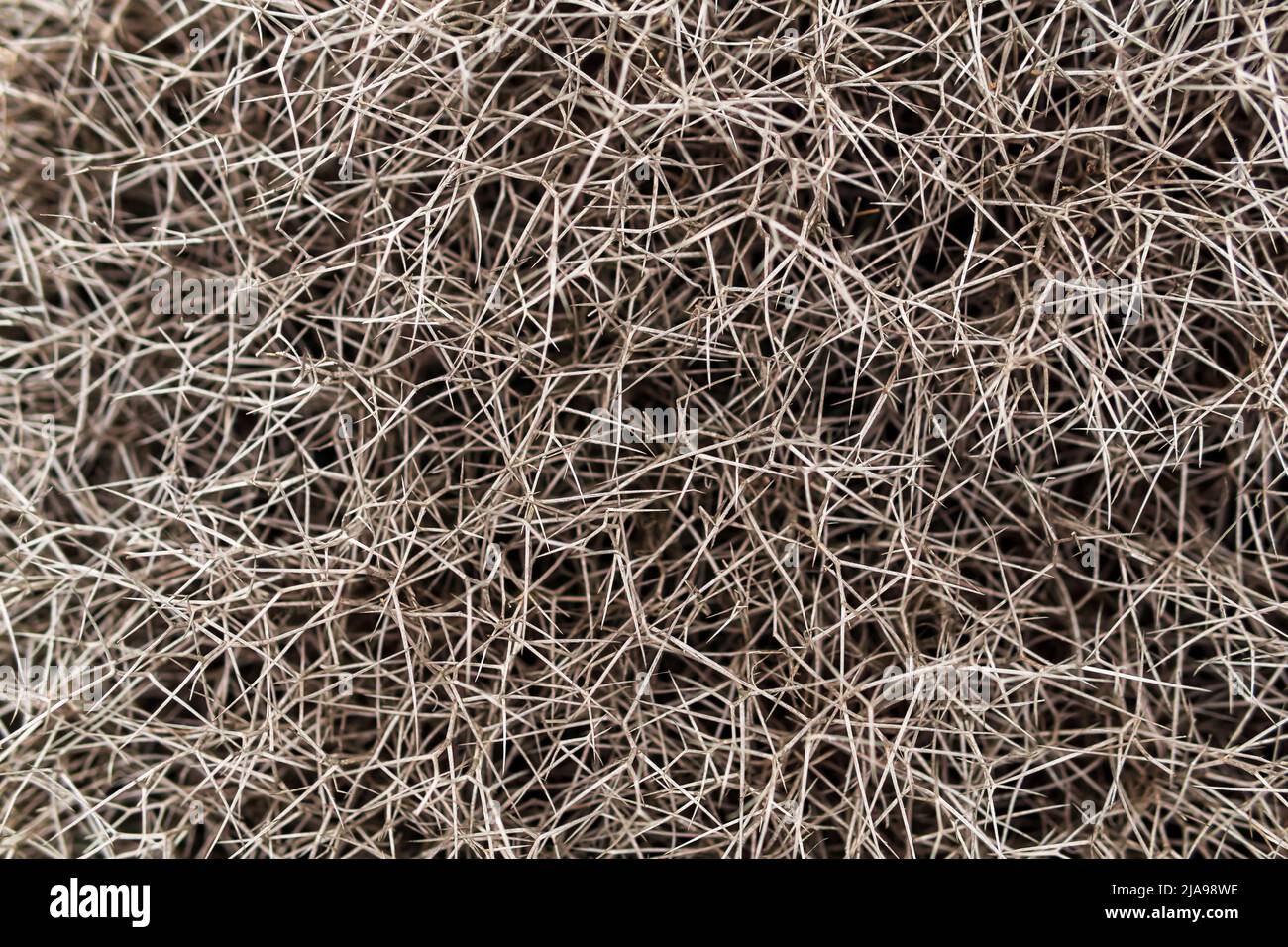 background - plesso di rami spinosi di una pianta plickly Foto Stock